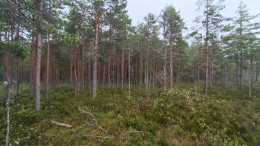 Ormandaki çam ağaçları.