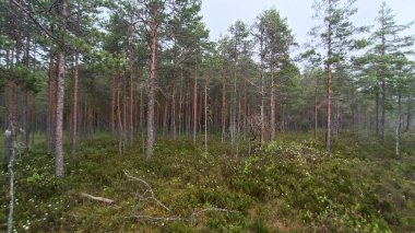 Sonbaharda güzel bir orman