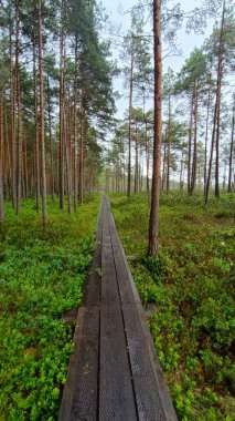 Güneşli bir sabahta güzel bir orman