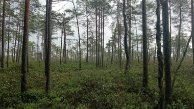 Sabahları çam ormanı. Ormandaki çam ağaçları.