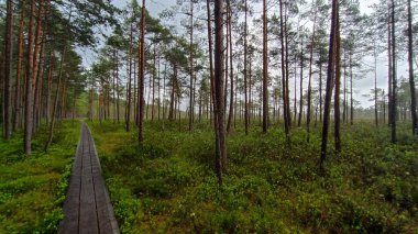 Ormanın güzel manzarası