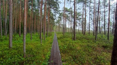 Sabah güzel bir orman