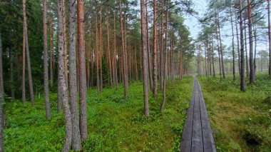 Ağaçların içinden orman yolu.