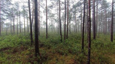 Sonbaharda ormanın güzel bir görüntüsü.