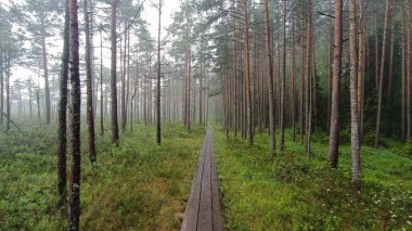 Ağaçları olan güzel bir orman.