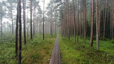 Sonbaharda yeşil çam ağaçları olan orman yolu