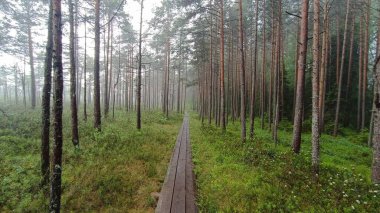 Ormandaki çam ağaçları, güzel dijital fotoğraf.