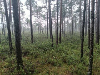 Sabah güzel bir orman