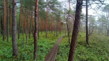 Parktaki ormanın güzel manzarası