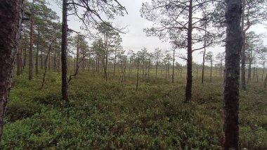 Doğanın güzel manzarası