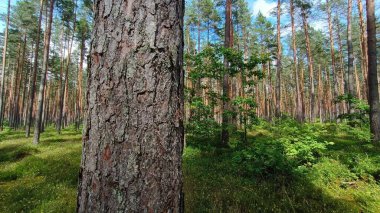 Dağlardaki güzel orman