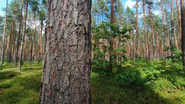 Yeşil ormandaki bir çam ağacı.