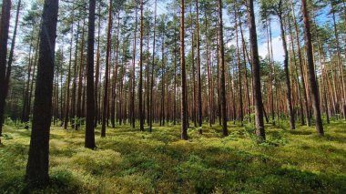 Sonbaharda çam ormanı