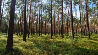 Güzel orman ve ağaçlar.