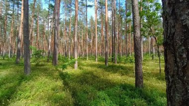 Yeşil orman, orman, orman ağaçları ve ormandaki çimenler, orman, orman ağaçları, orman ağaçları, yosun. Orman doğası,
