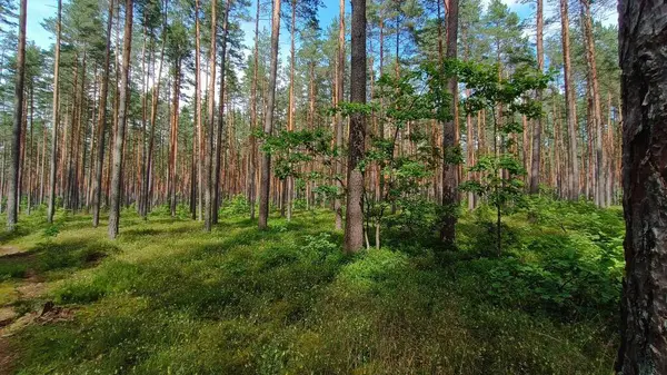 Sabah güzel bir orman