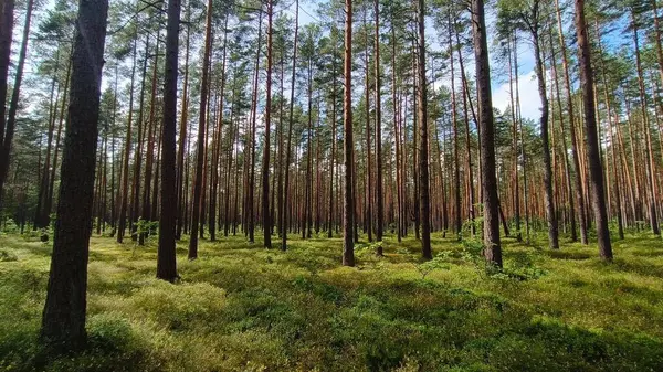 Sabah güzel bir orman