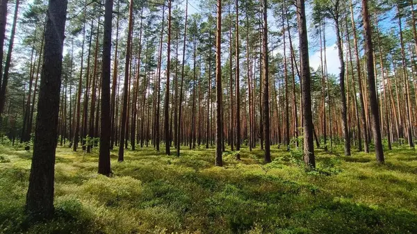 Güzel orman ve ağaçlar.