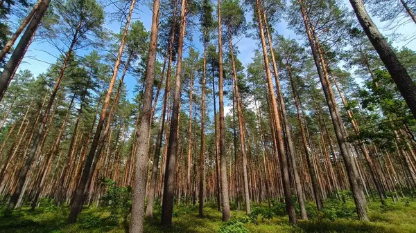 Yazın çam ağaçları ormanı