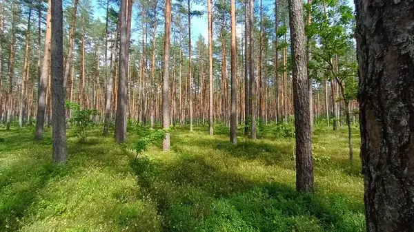 Yeşil orman, orman, orman ağaçları ve ormandaki çimenler, orman, orman ağaçları, orman ağaçları, yosun. Orman doğası,