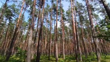 Yazın ormanda çam ağaçları