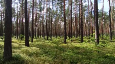 Yazın ormanda çam ağaçları.
