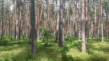 Yazın orman. Parktaki yeşil ağaçlar