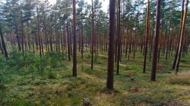 Sonbahar mevsiminde çam ağaçları ve orman.