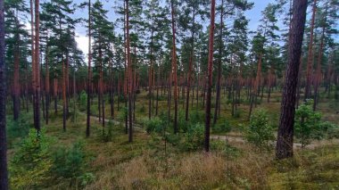 çam ormanı içinde yaz gün.