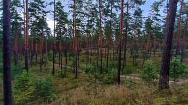 Sabah çok güzel bir orman. Doğa, Rusya, Rusya.