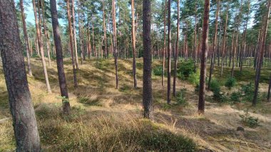 Sonbaharda güzel bir orman