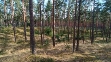 Sonbaharda güzel bir çam ormanı