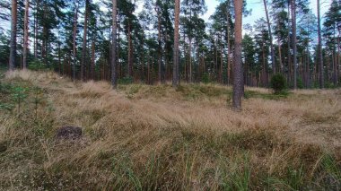Çam ormanının dikey görüntüsü.
