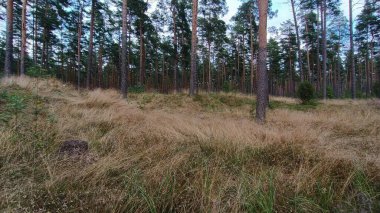 Sonbaharda güzel bir orman.