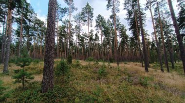 Sonbahar mevsiminde çam ormanı