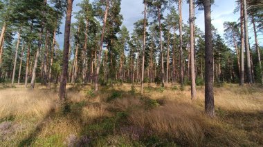 Doğanın güzel manzarası