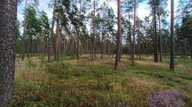 Doğadaki orman ağaçları