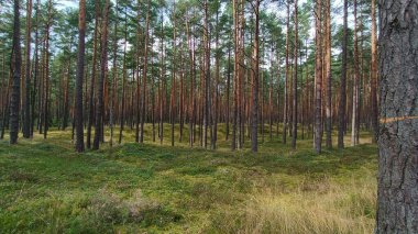 Çam ormanı bir yangından sonra, yaz günü