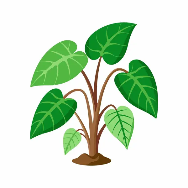 stock vector Detailed Taro Plant Vector Illustration.