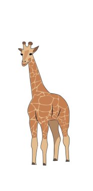 Giraffe with Color Vector Illustration clipart