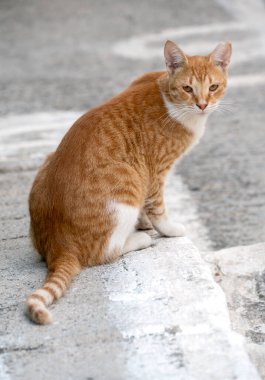 Samos adasından bir kedi.