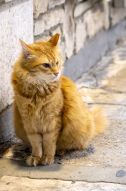 Samos adasından bir kedi.