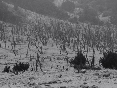 Birkaç ağaç ve bir sürü ölü ağacın olduğu ıssız bir arazi. Ölü ağaçlar bölgenin dört bir yanına dağılmış, bazıları tek başına ayakta duruyor ve diğerleri bir araya toplanmış. Sahne yalnızlıktan ibarettir.