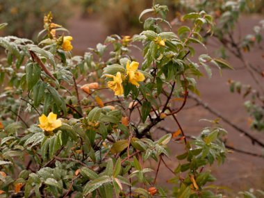Sarı çiçekli bir ağaç çiğ ile kaplıdır. Ağaç kayalık bir alanla çevrilidir.