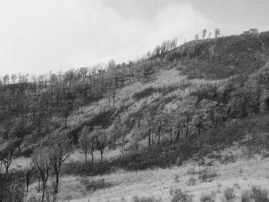 A black and white photo of a hillside with trees and grass. The image has a moody and somber feel to it, as the trees are bare and the grass is dry. The hillside appears to be a desolate clipart