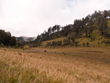 Arka planda birkaç ağaç olan uzun bir çim tarlası. Gökyüzü bulutlu ve çimenler kuru.