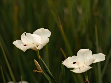 İki beyaz çiçek yeşil çimen tarlasında. Çiçekler küçük ve narin, üzerinde birkaç kahverengi leke var.