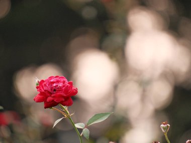 Görüntünün ana odak noktası kırmızı bir güldür, bulanık bir arkaplanı vardır. Gül açıkça görülebilen tek şeydir ve sahnede göze çarpan tek şeydir.