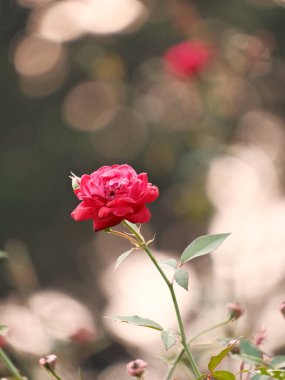 Görüntünün odak noktası tek bir kırmızı gül. Gül, başka çiçeklerle çevrili bir tarlada tek başına duruyor.