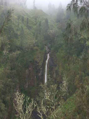 A lush green forest with a waterfall in the middle. The waterfall is surrounded by trees and the sky is cloudy clipart